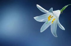 2019年农历七月初四日子可以修坟吗,今天是修坟吉日吗？