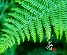 小暑节气为什么要吃黄鳝,小暑吃黄鳝有什么好处？