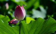 小暑之后几天入伏，小暑吃的“三宝”是什么？