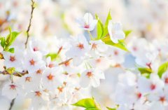 2019年农历七月初一适合烧香祈福吗,农历七月是鬼月吗？