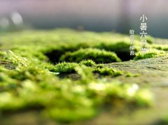 2019年农历六月初五小暑适合开业吗,小暑吃三宝是哪三宝？