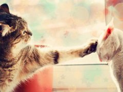 2019年农历六月十三是新历几月几号，是什么星座？