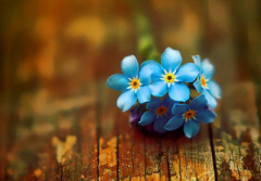 2019年农历六月十九是巨蟹座吗？巨蟹座的人2019年事业运势如何？