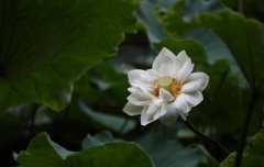 农历六月不宜结婚和订婚吗，有什么说法？