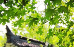 2019年农历六月哪天日子较好,农历六月黄道吉日好日子