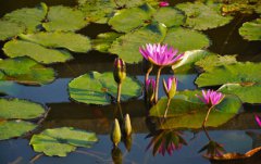 2019年农历六月开工吉日查询,家居风水注意事项