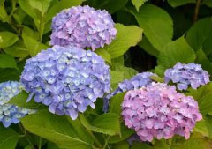 2019年农历六月十八可以出殡吗,出殡有何禁忌要注意？