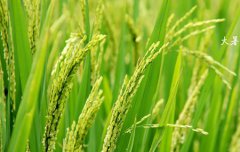 2019年农历六月廿一大暑适合修坟吗,2019年大暑是较热时候吗？