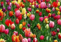 2019年阴历六月廿三日子适合祈福吗,今天是祈福吉日吗？