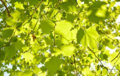 2019年农历七月二十二日子好吗出行合适吗？