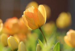 2019年农历六月十六适合修坟吗,这一天的时辰吉凶查询！