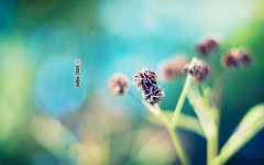 2019年农历五月十九日夏至猪宝宝卯时出生的人命好吗？