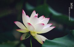 2019年6月21日夏至节气寅时出生的人属什么命？