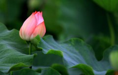 2019年农历六月十五是吉日吗,六月十五出生的男孩命运