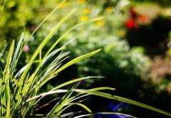 2019年夏至结婚好不好是黄道吉日吗？