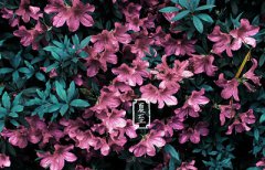 夏至是怎么计算推出来的？夏至一般在什么时候？