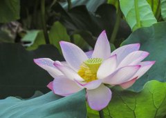 2019年农历六月初八日子好吗适合出远门吗？