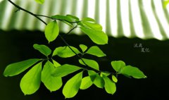 2019年夏至可不可以结婚，夏至结婚吉时良辰推荐！