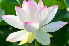 2019年农历六月初五日小暑节气求嗣行吗?