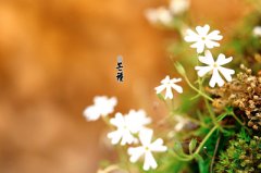 2019年6月6日芒种节气亥时出生的属猪人命运好吗?