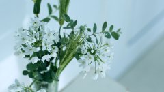 2019年芒种是阳历的几月,2019年芒种宜忌