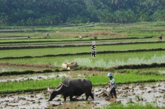 2019年6月6日芒种出生的女孩命很苦吗？