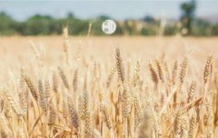 2019年芒种时节出生的宝宝是什么命?