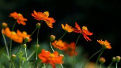 2019年芒种可以乔迁新家吗？有什么禁忌？