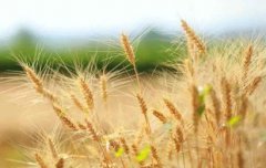 2019年芒种后九天是几月几号，芒种后九天交运什么意思？