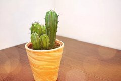 端午出生的是鬼是什么说法？2019年端午出生五行属什么？