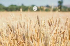 芒种后九天交运是什么意思,2019年6月6日芒种不宜做什么？