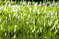 2019芒种节气几号?芒种节气吃什么水果?