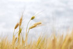 2019年农历五月初四芒种搬公司好吗,今年芒种是几点几分开始？