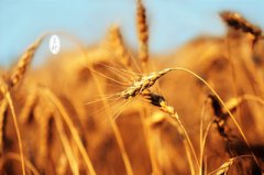 2019年端午前一天芒种节气十二时辰吉凶一览表！