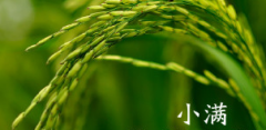 小满时节如何养生，健康食谱推荐