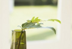 2019年母亲节午时出生的属猪人命好不好？