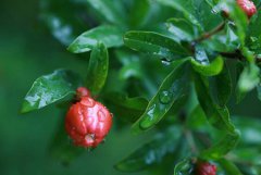 2019年农历五月二十五出生是巨蟹座吗,关于A型巨蟹座解析！