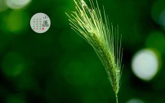 南北地区的小满含义有什么区别，有什么禁忌吗？