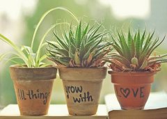 2019年母亲节申时出生的属猪人什么命？