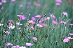 2019猪年母亲节酉时出生的人什么命？