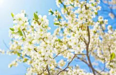 2020年农历五月十七出生是什么星座,命运好不好?