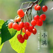 小满节气的简介，小满来历是什么？