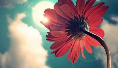 2020猪年母亲节丑时出生的人什么命?