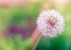 2020年母亲节寅时出生的属猪人命好不好？