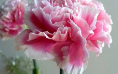 母亲节为什么送康乃馨,2020年母亲节送几朵康乃馨较好？