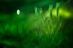 2020年小满节气寅时出生的属猪人命好不好？