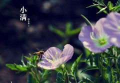 2020年5月21日小满安床好不好,小满养生有何讲究？