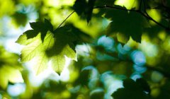 2020年立夏有什么说法与讲究，立夏不下雨犁耙高挂起意思