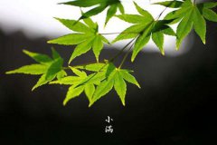 小满节气遇到甲子日或庚辰日是很不好吗,小满要做什么？