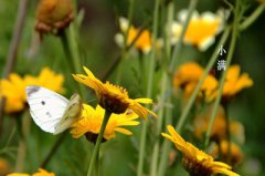 2020年小满节气子时出生的属猪人什么命？